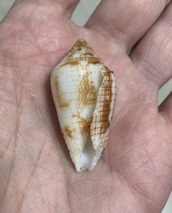 Conasprella lucida