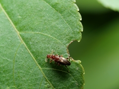 Macratria griseosellata