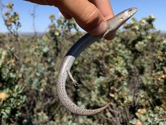 Cyclodomorphus celatus