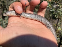 Cyclodomorphus celatus