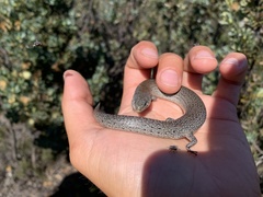Cyclodomorphus celatus