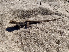 Ctenophorus adelaidensis