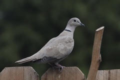 Streptopelia decaocto
