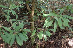 Photinia davidiana