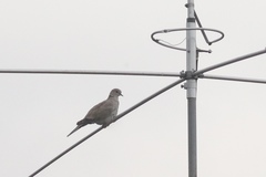 Streptopelia decaocto