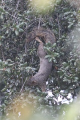 Sciurus niger