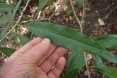 Photinia davidiana