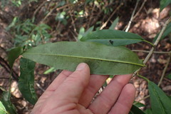 Photinia davidiana