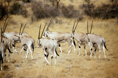 Oryx beisa beisa