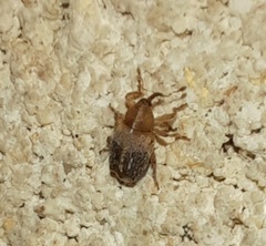 Lignyodes varius
