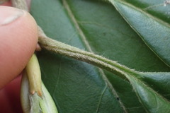 Photinia davidiana