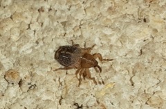 Lignyodes varius