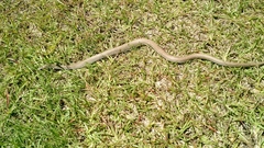 Coluber constrictor etheridgei