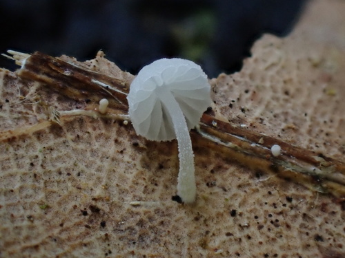 Resinomycena saccharifera · iNaturalist