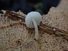 Resinomycena saccharifera