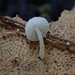 Resinomycena saccharifera - Photo (c) balawu, algunos derechos reservados (CC BY-NC), subido por balawu