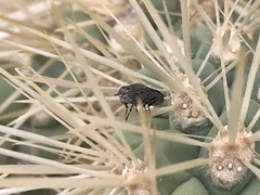 Stictomyia