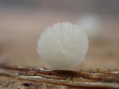Resinomycena saccharifera