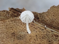 Resinomycena saccharifera