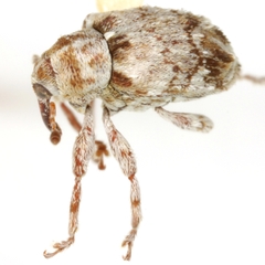 Lignyodes transversus