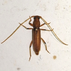 Achryson immaculipenne