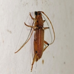 Achryson immaculipenne