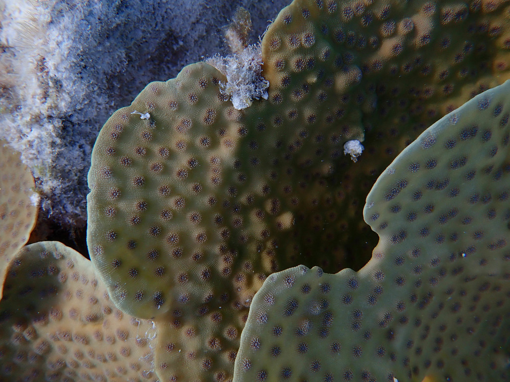 Hedgehog Corals