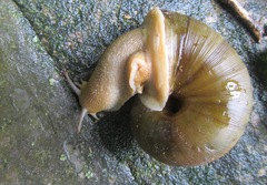 Natalina cafra