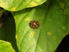 Epilachna paenulata