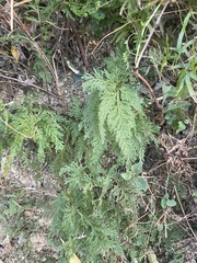 Selaginella moellendorffii
