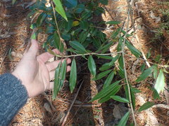 Photinia davidiana