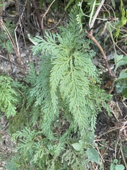 Selaginella moellendorffii