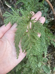 Selaginella moellendorffii