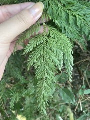 Selaginella moellendorffii