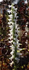 Spiranthes bightensis