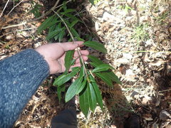 Photinia davidiana