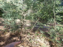 Photinia davidiana