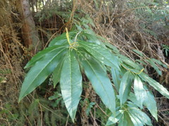 Photinia davidiana