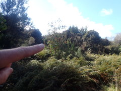 Photinia davidiana