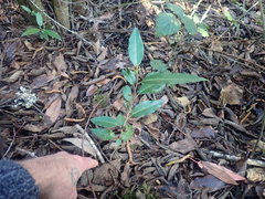 Photinia davidiana