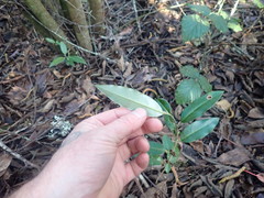 Photinia davidiana