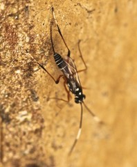 Xanthocryptus novozealandicus