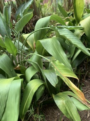 Aspidistra