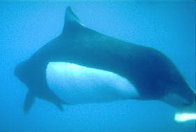 Dall's Porpoise