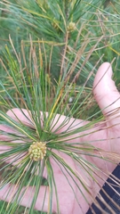 Pinus taiwanensis