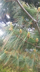 Pinus taiwanensis