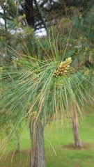 Pinus taiwanensis