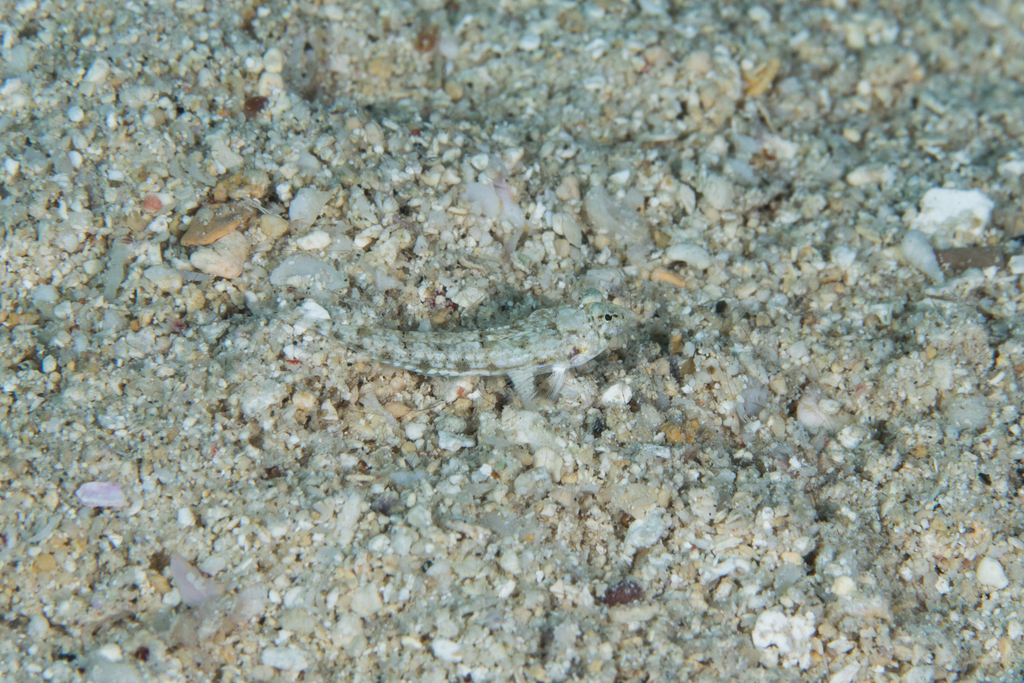 Simple-Spine Dragonet