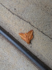 Oiticella convergens