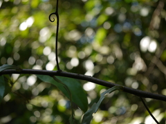 Artabotrys zeylanicus